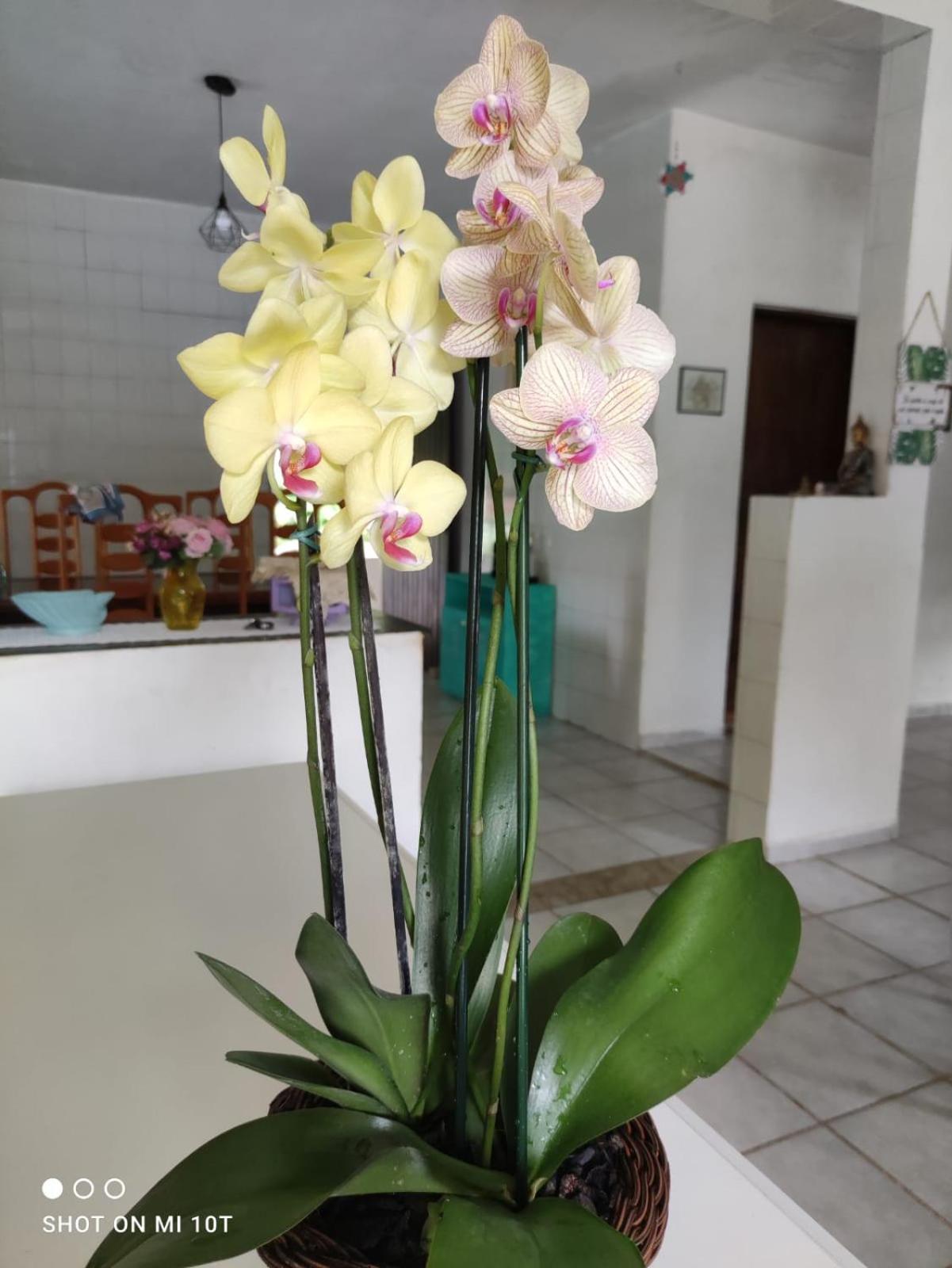 Renovo Beija-Flor Hostel E Espaco Terapeutico Bertioga Kültér fotó